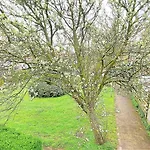 Huis met de enorme boom